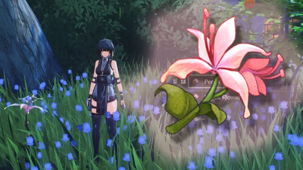 my-insane-guide-to-farming-pecok-flowers-in-wuthering-waves-2026-edition-image-0